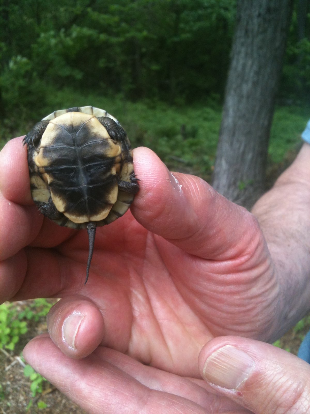 Baby Turtle