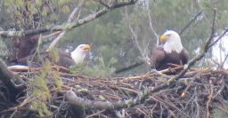 Bald Eagle Nest